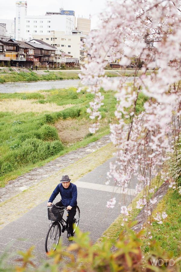 The local's out cycling along the Kamo river - taking in all the good things spring has to offer