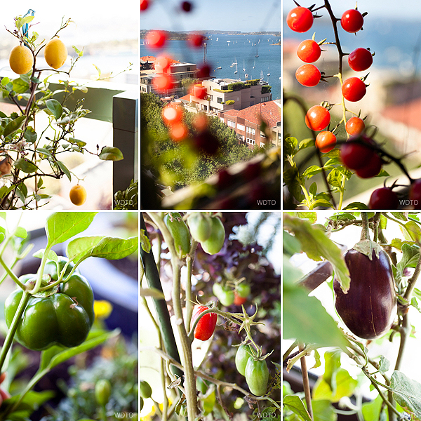Just a few of Indira's edible balcony fresh produce against the stunning backdrop