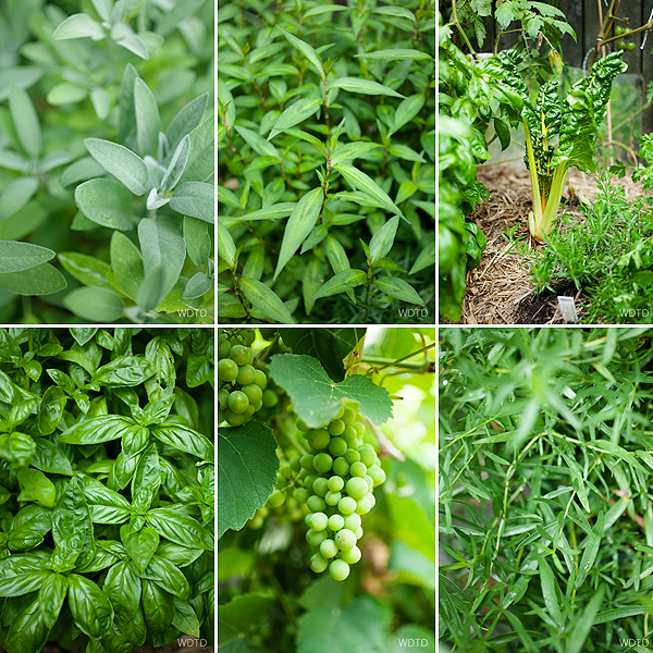 Just a view of Niki's backyard fresh produce, from clockwise: sage, vietnamese mint, silver beet, basil, grapes!!, marjoram