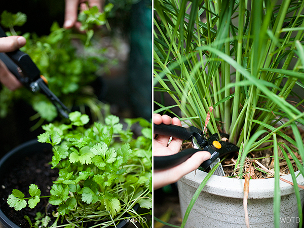 Picking some fresh coriander and lemongrass for the fish curry